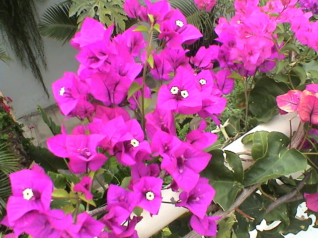 Bougainviilea