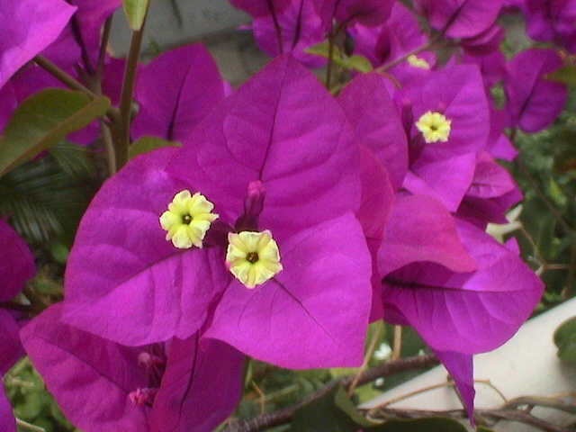 Bougainviilea