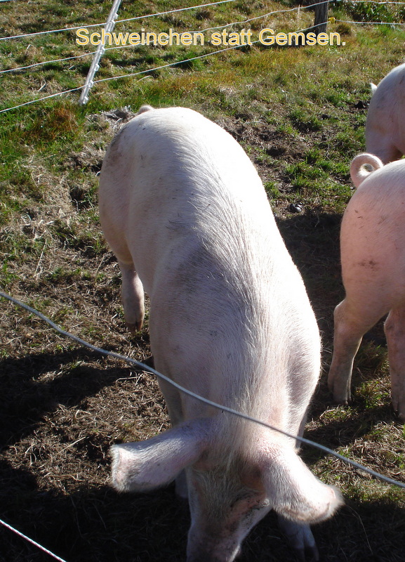 Für einen Blick auf Gemsen reichte es bei mir nicht.
