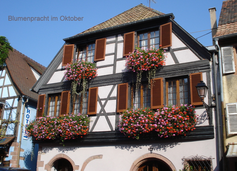 Blumenpracht im Oktober