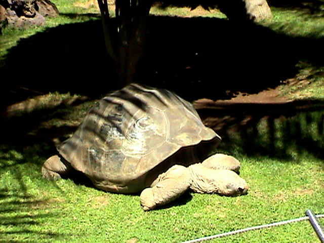 Riesenschildkröte