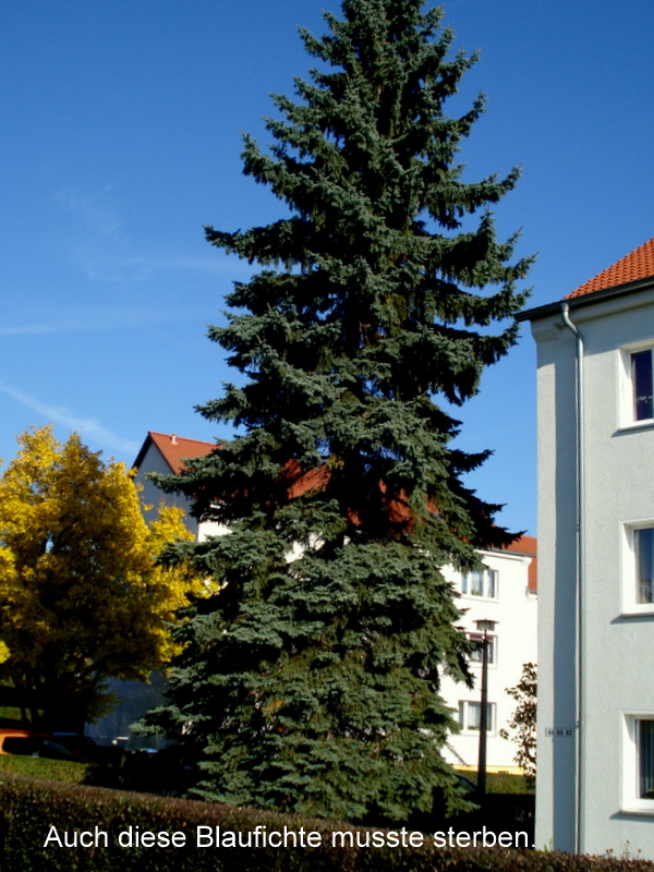 Auch diese Blaufichte musste sterben.