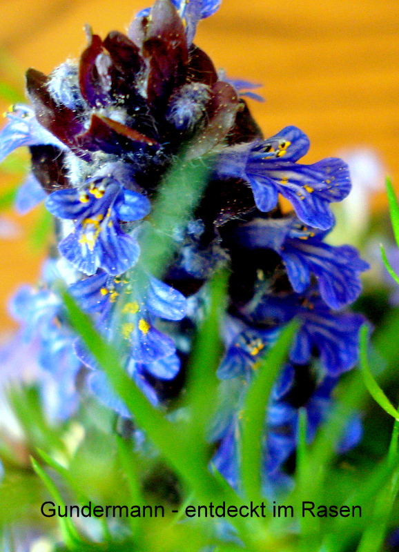 Gundermann - entdeckt im Rasen