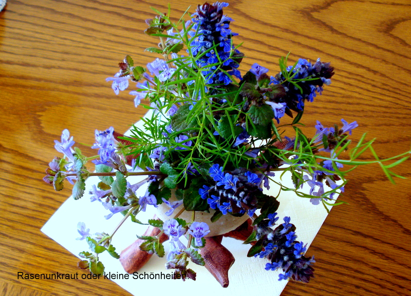 Rasenunkraut oder kleine Schönheiten.