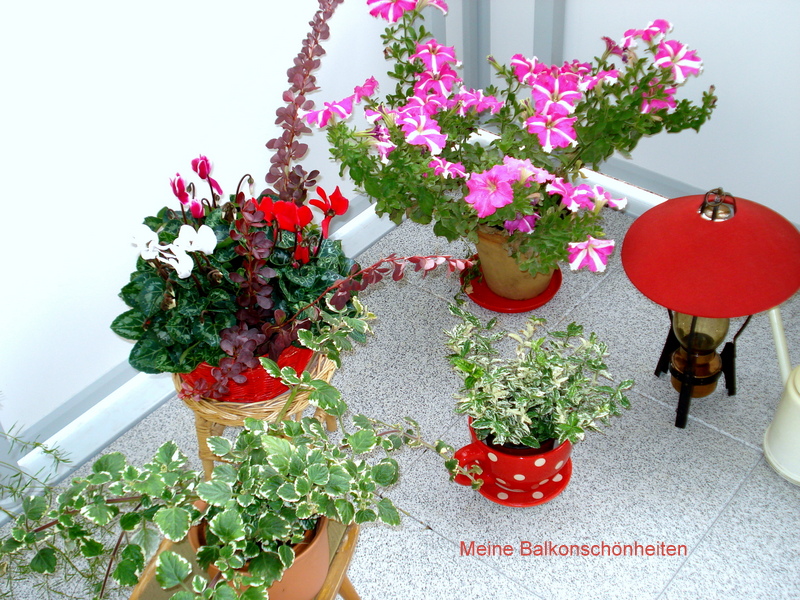 Meine Balkonschönheiten