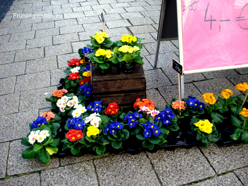 Frühlingsboten zu Silvester