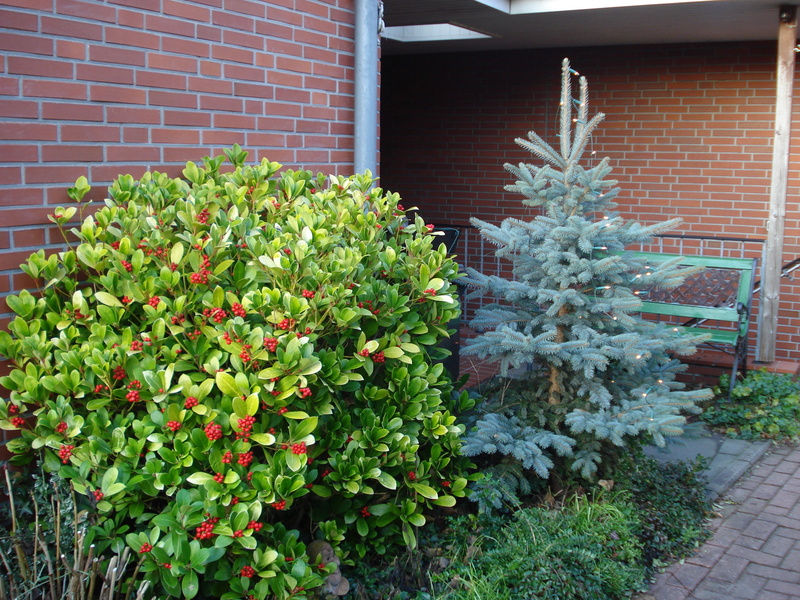 Herbstschönheit und Weihnachten.