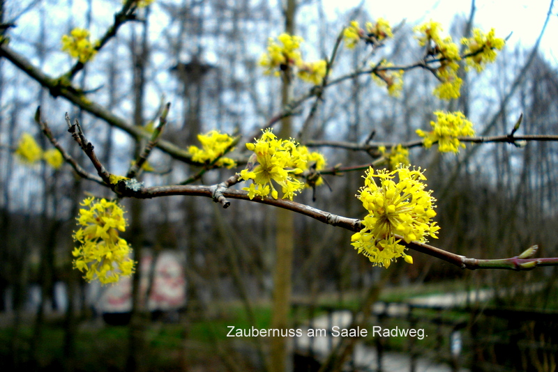 Ende des Radweges vor Remschütz.