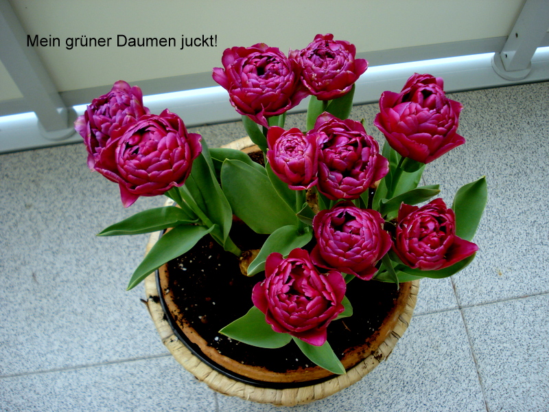 Mein grüner Daumen juckt!