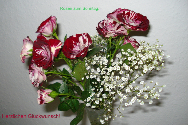 Rosen zum Sonntag.