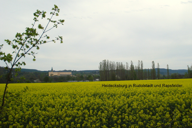 Heidecksburg in Rudolstadt und Rapsfelder.