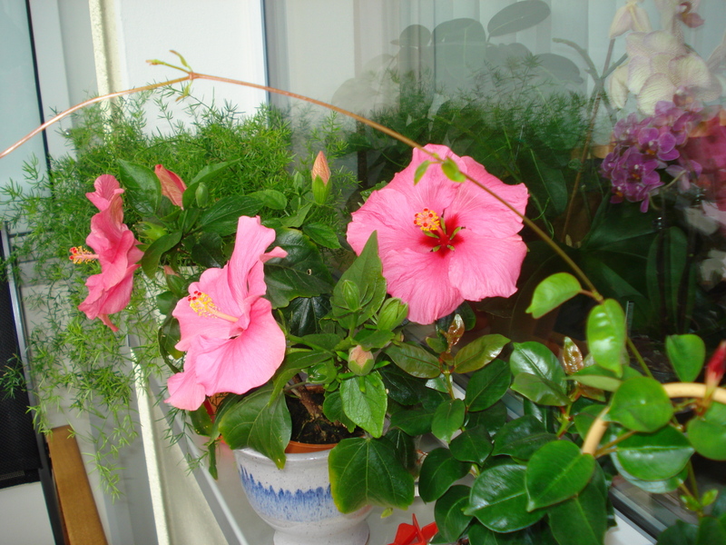 Die Fensterbank bietet zusätzlich Platz.