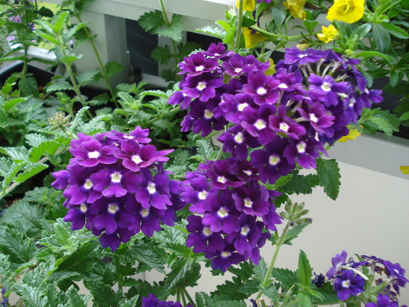 Verbenen im Hängekorb.