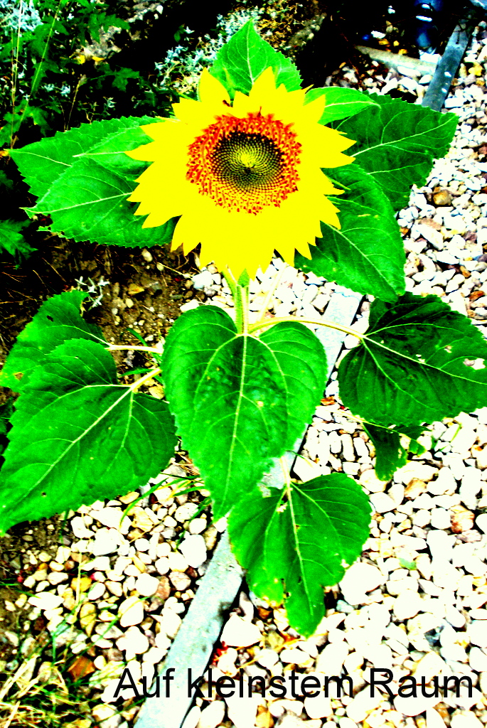 Auf kleinstem Raum .