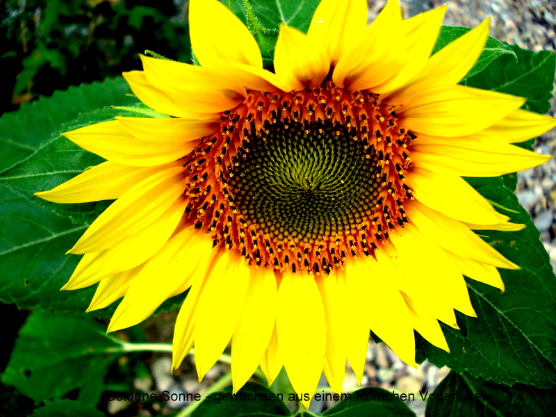 Goldene Sonne - gewachsen aus einem Körnchen Vogelfutter.