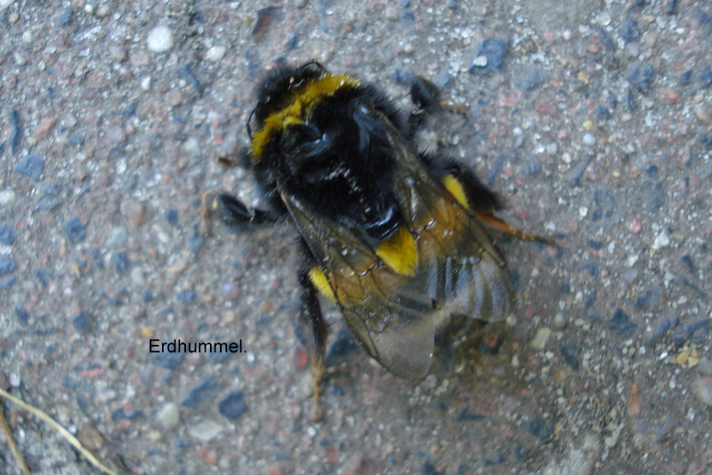 Erdhummel.