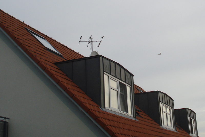 Versammlung der Schwalben.