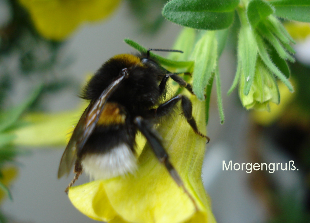Morgengruß.