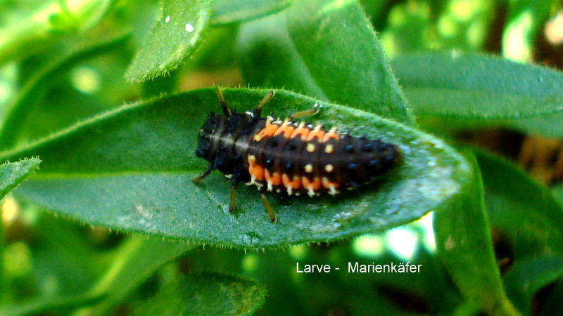 Larve -  Marienkäfer