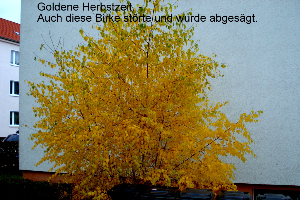 Goldene Herbstzeit. - Auch diese Birke störte und wurde abgesägt.