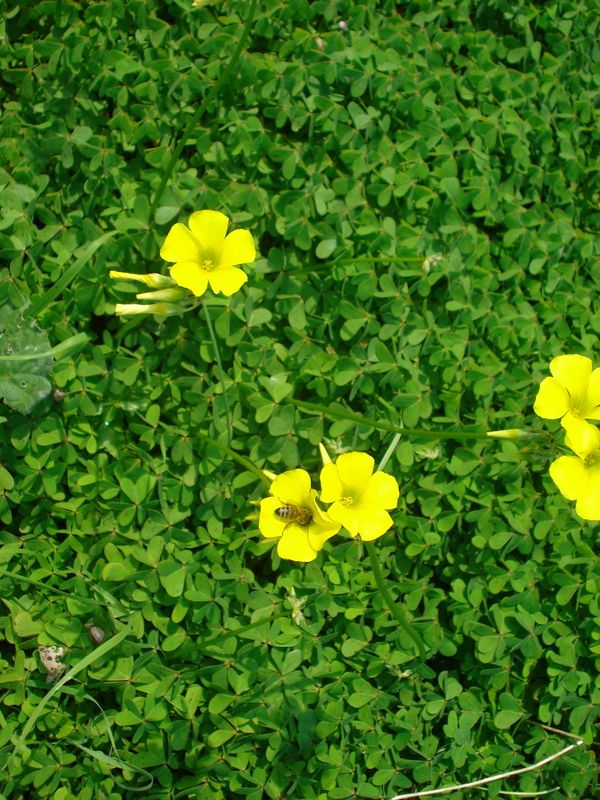 Frühling am 2.1.2013