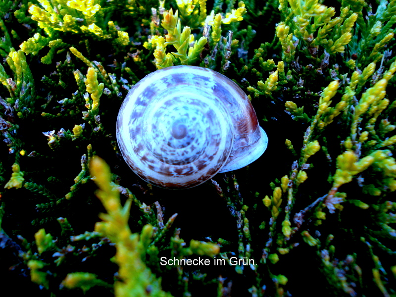 Schnecke im Grün.