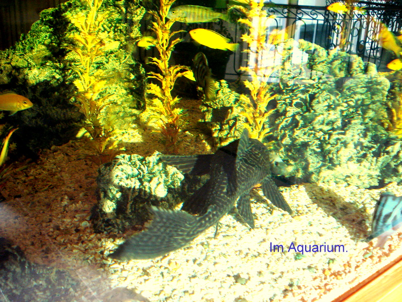 Im Aquarium.
