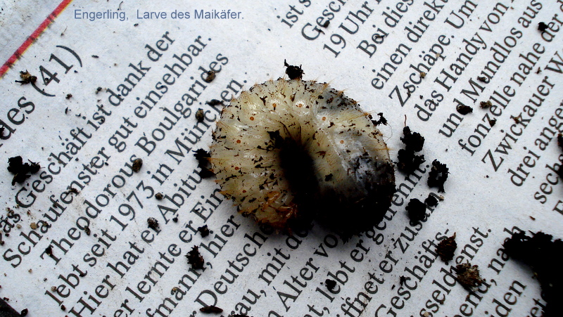 Engerling im Balkonkasten.