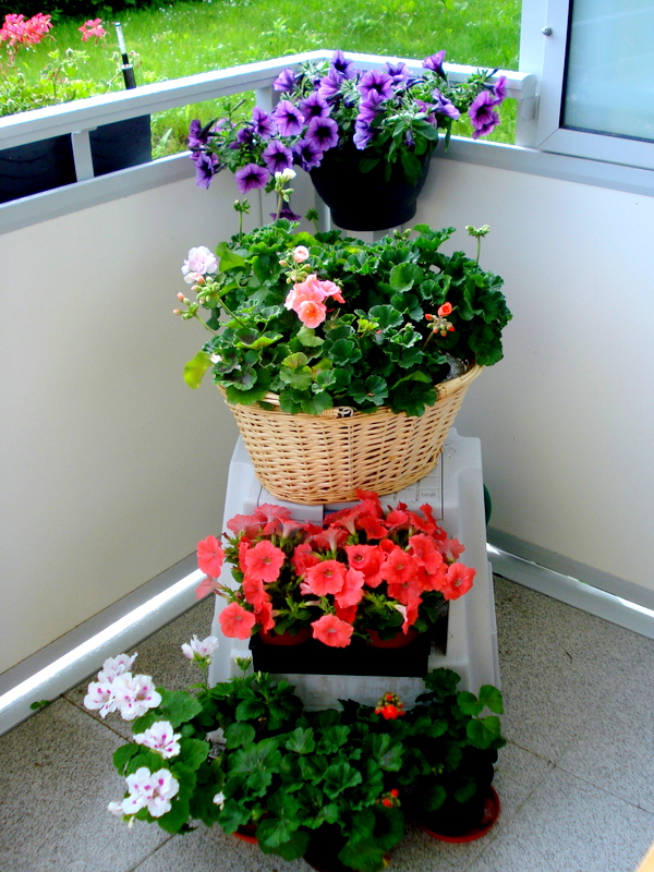 Überwintert und frisch gekauft.