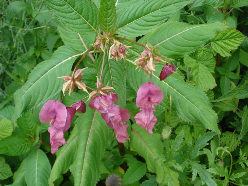 Sprinkraut an der Saale