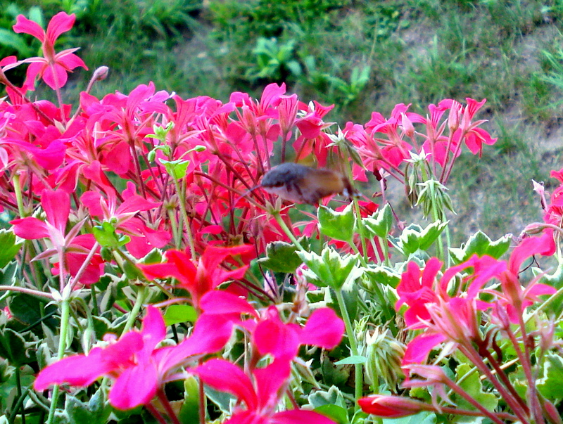 Wie heißt das Insekt?