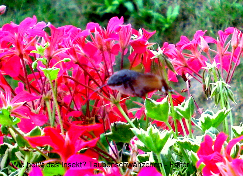 Wie heißt das Insekt? Taubenschwänzchen - Falter