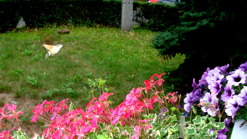 Nochmals das Taubenschwänzchen.