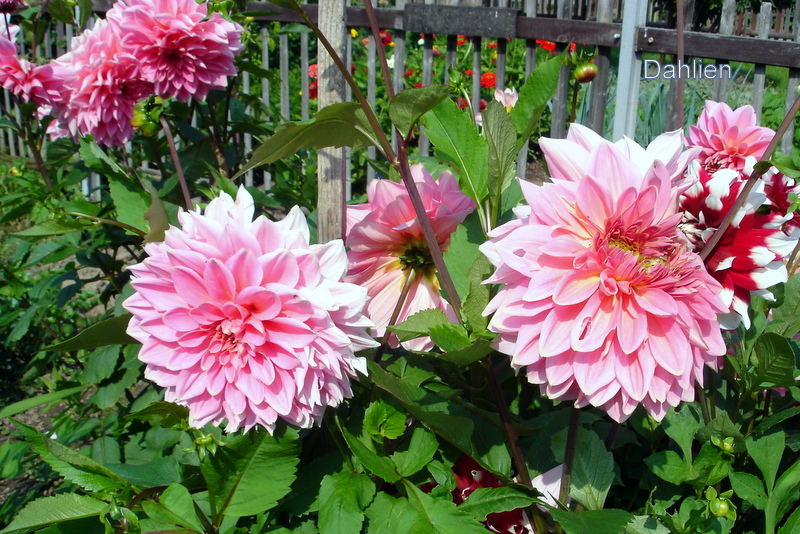 Dahlien