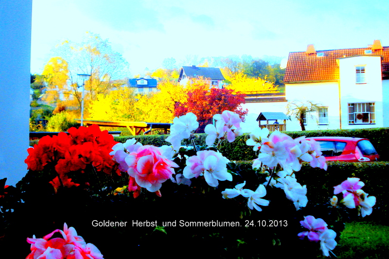 Goldener  Herbst  und Sommerblumen. 24.10.2013