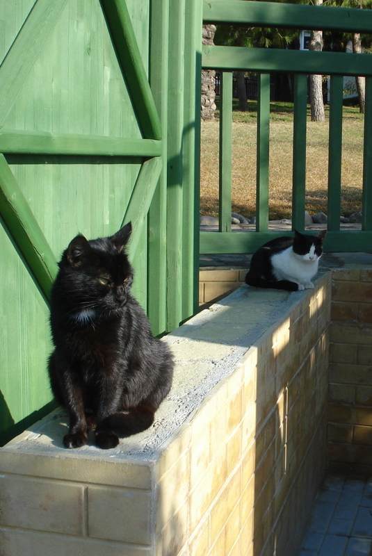 Miezen am Katzenhaus.