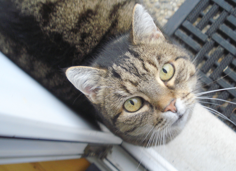 Karstens Mitbewohnerin im Haus.