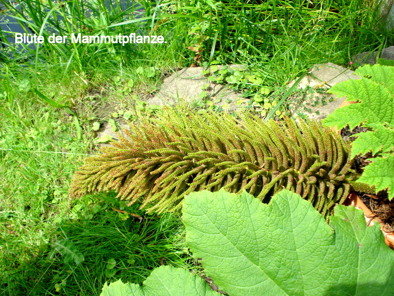 Blüte der Mammutpflanze.