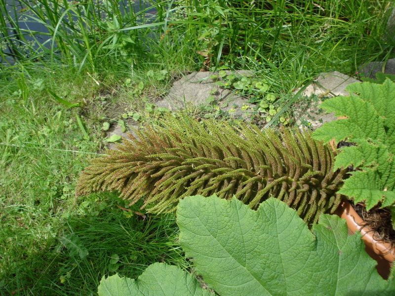 Mammutblattpflanze mit Blüte.