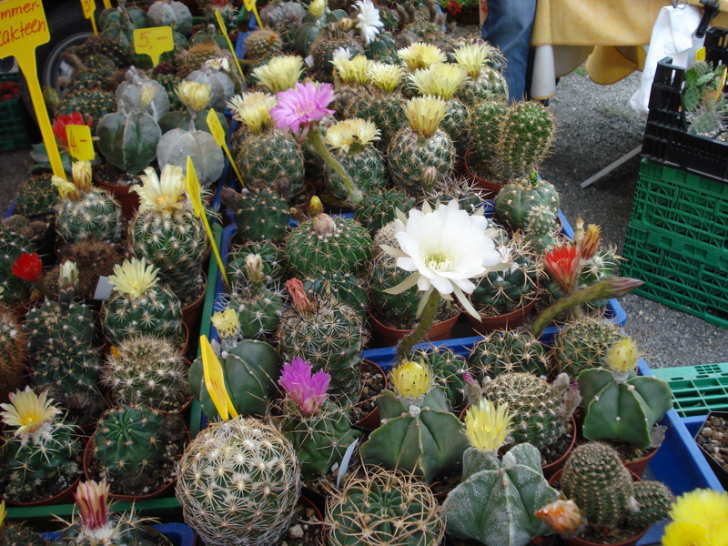 Kakteen zum Verkauf.