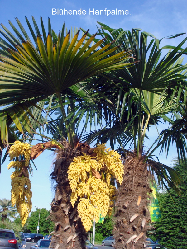 Blühende Hanfpalme.