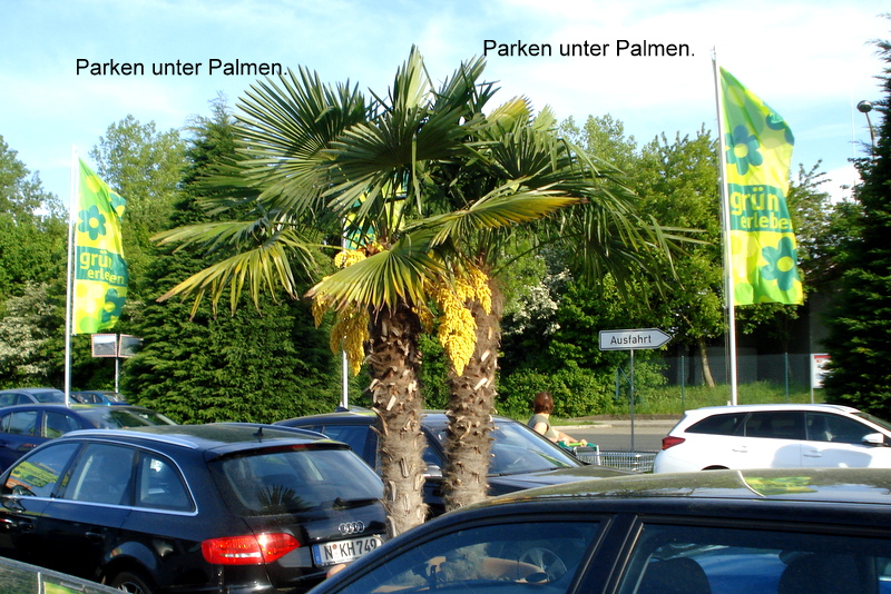 Parken unter Palmen.