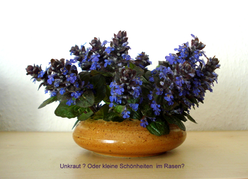 Unkraut ? Oder kleine Schönheiten  im Rasen?