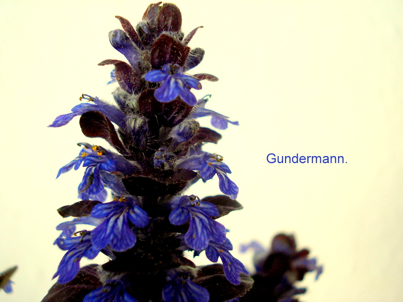 Gundermann.