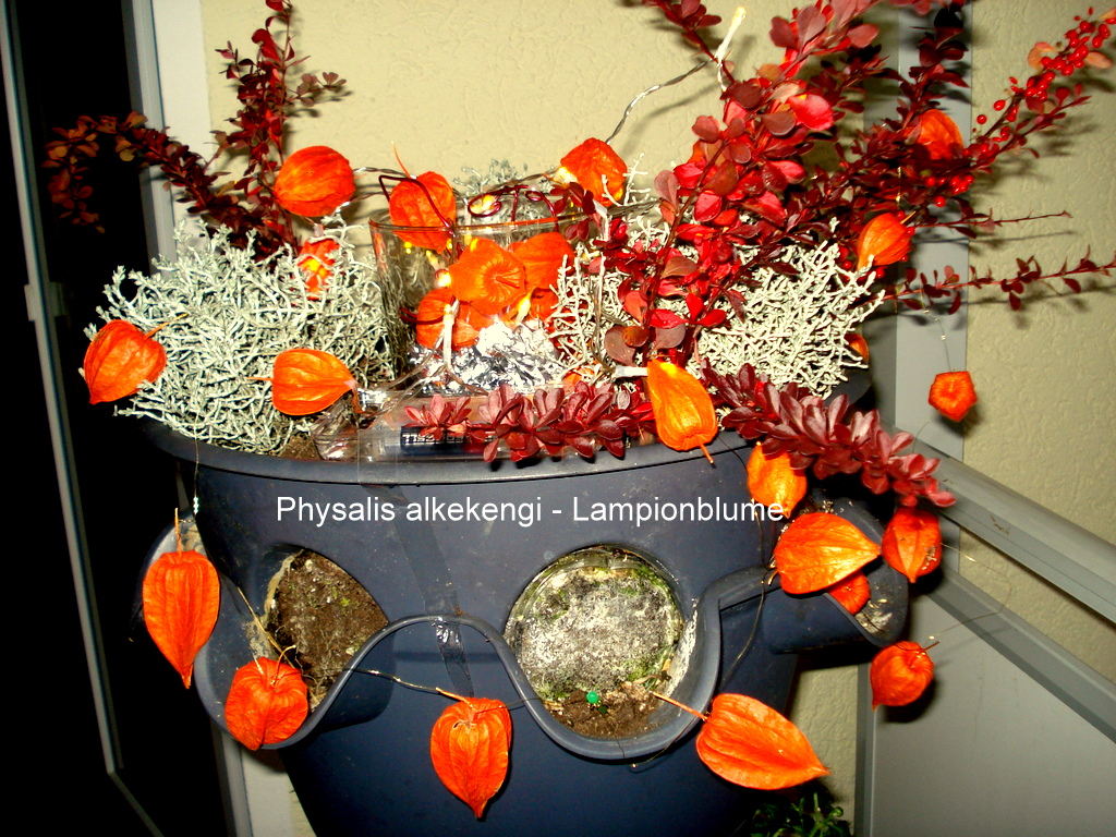 Physalis alkekengi - Lampionblume