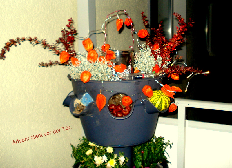 Leuchtende Physalis.