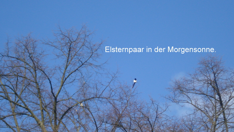 Elsternpaar in der Morgensonne.