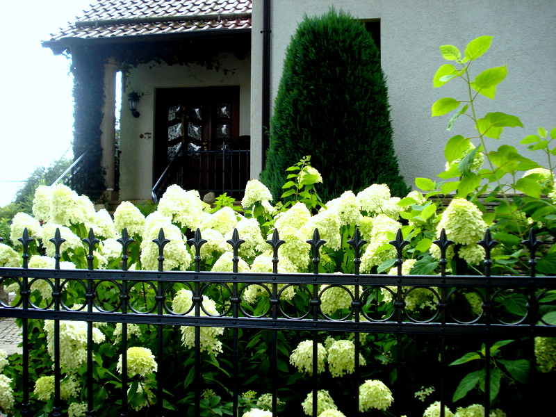 Gartenhortensien Eschenstübel