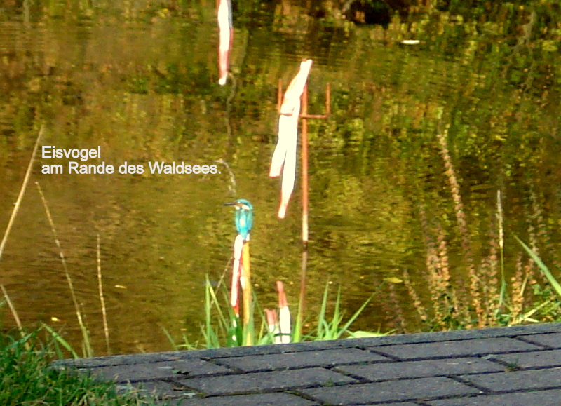 Eisvogel am Gewässer in Ziegenrück