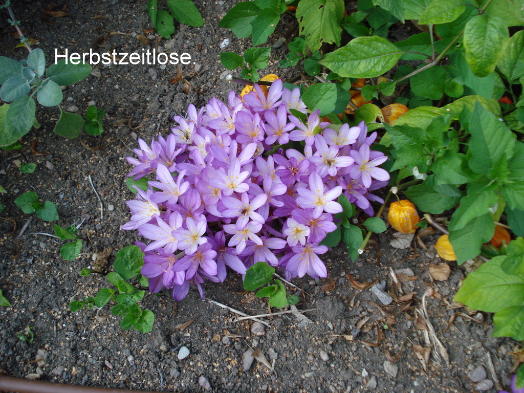 Herbstzeitlose.